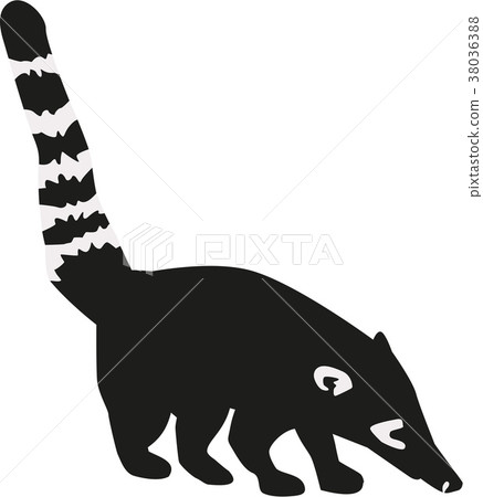Coati with striped tail Coati with striped tail 38036388