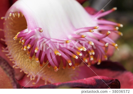 砲彈樹 砲彈樹 38036572