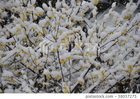 Beautiful Japanese allspice Beautiful Japanese allspice Snow-covered Japanese allspice Beautiful Japanese allspice Beautiful Japanese allspice Snow-covered Japanese allspice 38037275