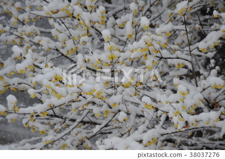 雪和低點再見雪景雪域包裝玫瑰梅 雪和低點再見雪景雪域包裝玫瑰梅 38037276