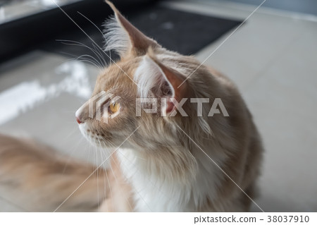 Portrait cat cute relaxing Portrait cat cute relaxing 38037910