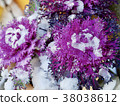 Snow piled on flowers 38038612