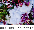 Snow piled on flowers 38038617