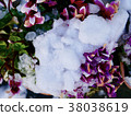 Snow piled on flowers 38038619
