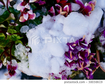 Snow piled on flowers 38038619