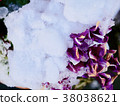 Snow piled on flowers 38038621