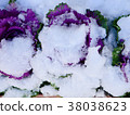 Snow piled on flowers 38038623