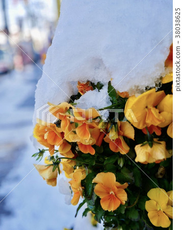 Snow piled on flowers 38038625