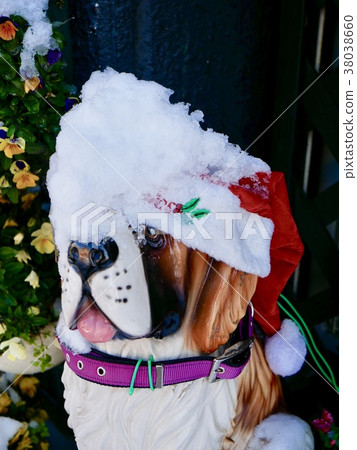 Snow and watchdog 38038660