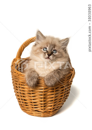 Cute little kitten in wicker basket on wh Cute little kitten in wicker basket on wh 38038963