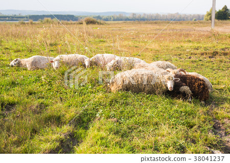 agriculture, sheep graze in a meadow 38041237