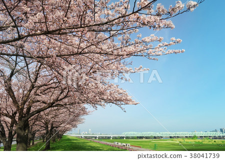 Cherry blossoms and blue sky 38041739