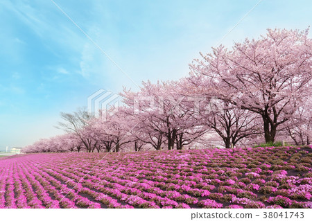 Row of cherry blossom trees and grass cherry blossoms and blue sky 38041743