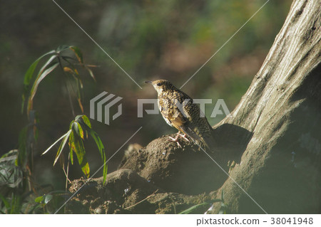 虎斑地鶇 虎斑地鶇 38041948