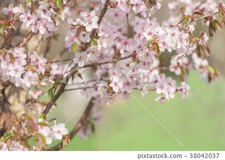 Cherry blossom image Cherry blossom image 38042037
