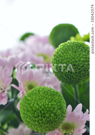 Chrysanthemum ponpon chrysanthemum spray chrysanthemum 38042074
