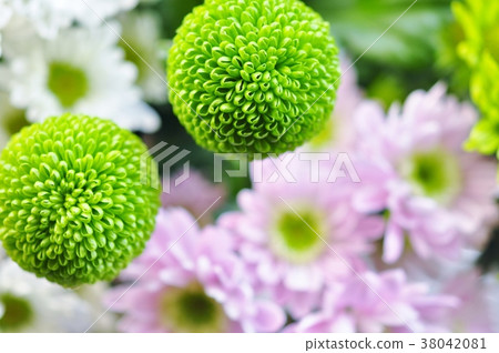 菊花ponpon chrysanthemum噴霧菊花 菊花ponpon chrysanthemum噴霧菊花 38042081
