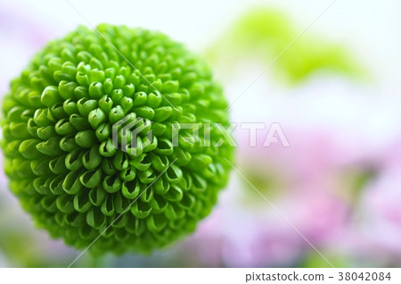 菊花蓬蓬菊花 菊花蓬蓬菊花 38042084