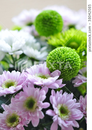 菊花ponpon chrysanthemum噴霧菊花 38042085