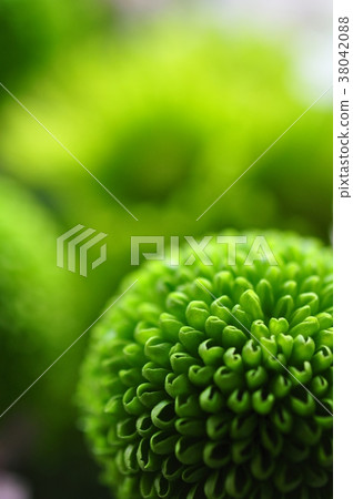 Chrysanthemum Pompon Chrysanthemum 38042088