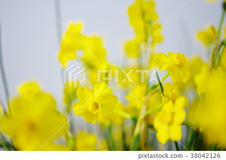 Narcissus John Kill 38042126