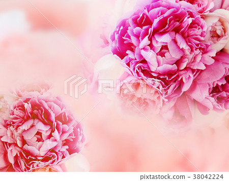 背景 - 花 - 粉紅色 背景 - 花 - 粉紅色 38042224