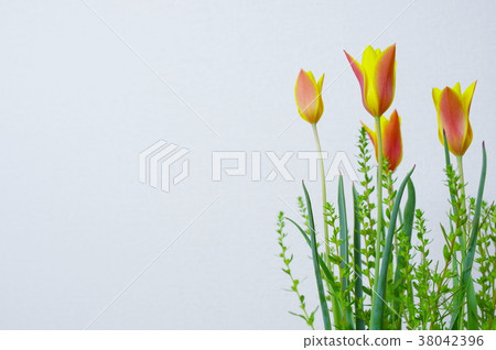 Mini-Tulipus Cursiana Chrysansa 38042396