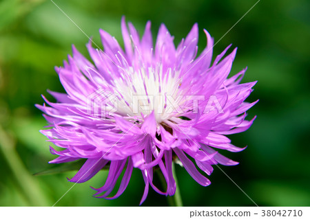 Centaurea garden flower Centaurea garden flower 38042710