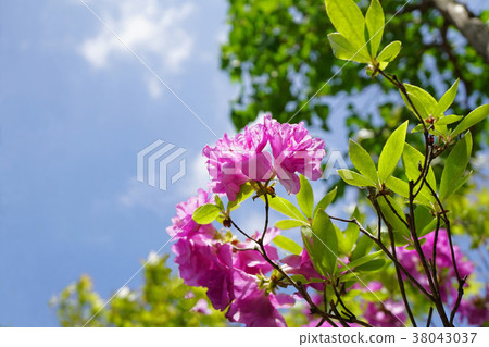 Ezomurasakitsuji that shines in the blue sky Ezomurasakitsuji that shines in the blue sky 38043037