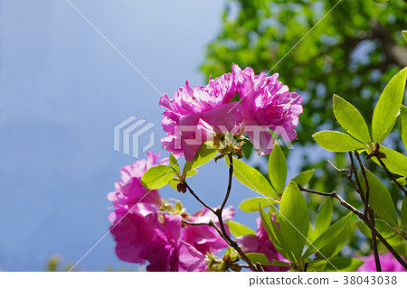 在藍天閃耀的Ezomurasakitsuji 在藍天閃耀的Ezomurasakitsuji 38043038