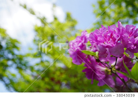 Ezomurasakitsuji that shines in the blue sky 38043039