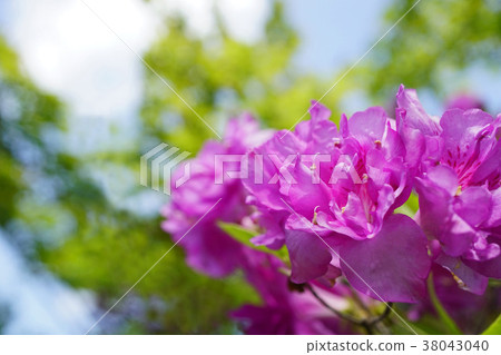 在藍天閃耀的Ezomurasakitsuji 38043040