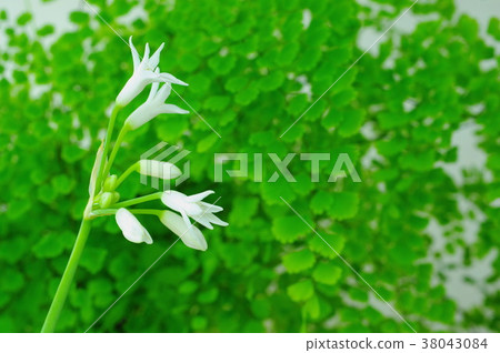 Turvakia Fragrants和Asian Tam 38043084