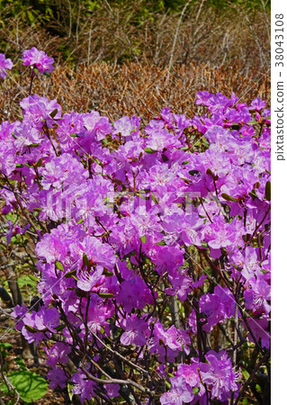 早春使者Ezomura Satsukitsuji 早春使者Ezomura Satsukitsuji 38043108