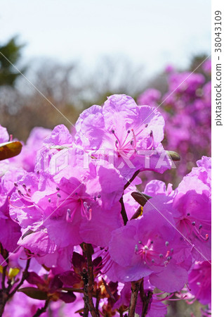 早春使者Ezomura Satsukitsuji 早春使者Ezomura Satsukitsuji 38043109