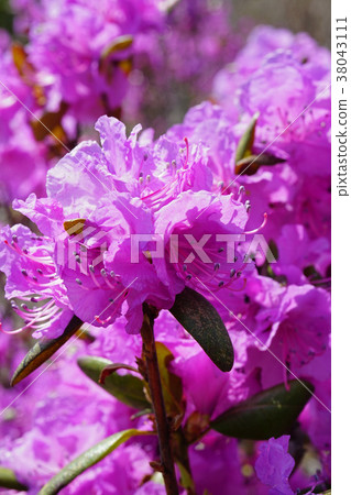 Early spring messenger Ezomura Satsukitsuji Early spring messenger Ezomura Satsukitsuji 38043111
