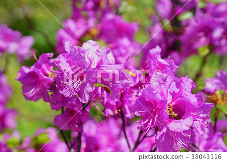Early spring messenger Ezomura Satsukitsuji Early spring messenger Ezomura Satsukitsuji 38043116