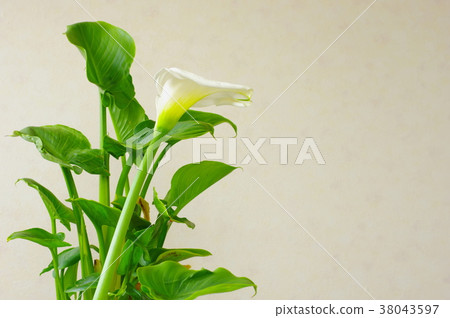 White color 38043597