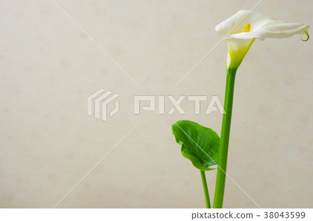 Color arrangement 38043599