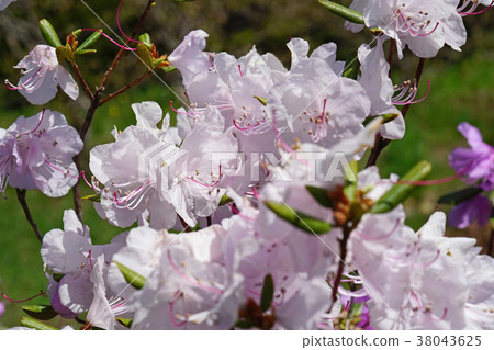Beautiful white flowers of Ezomura azalea Beautiful white flowers of Ezomura azalea 38043625