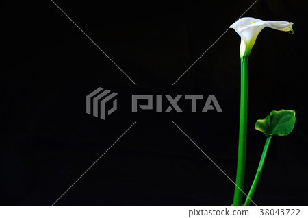 Color arrangement (black back) Color arrangement (black back) 38043722