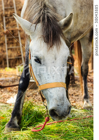 Portrait of a White horse in horse farm Portrait of a White horse in horse farm 38043885