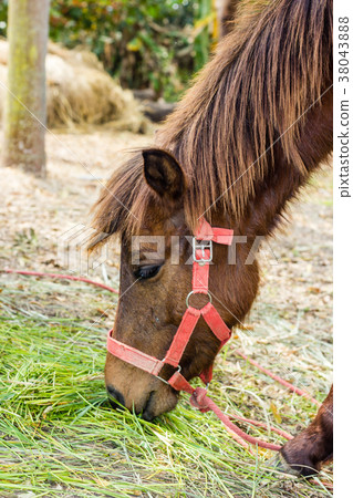 Portrait of a Brown horse eating grass in farm Portrait of a Brown horse eating grass in farm 38043888