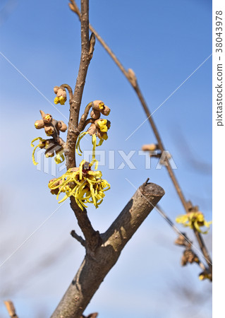 Manxaku（全麥） 38043978