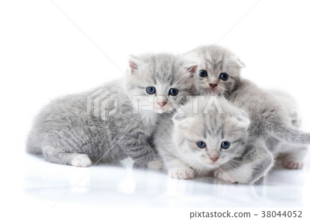 Newborn grey fluffy kittens looking to the camera 38044052