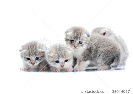 Small newborn cute kittens being curious and Small newborn cute kittens being curious and 38044057