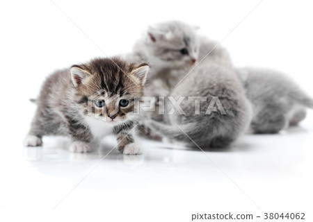 One small funny curious kitten exploring white 38044062