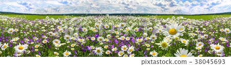 spring landscape panorama with flowers on meadow 38045693