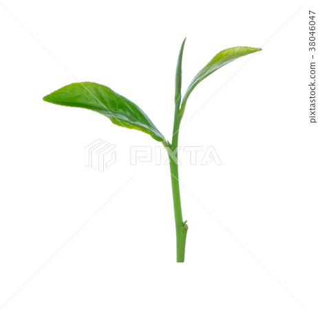 Green tea leaf isolated on white background Green tea leaf isolated on white background 38046047