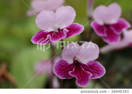 鏈黴菌車路徑 38046383